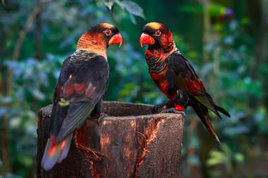 Dusky lory parrots