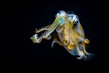 Bigfin reef squid (Sepioteuthis lessoniana) staring, defending itself