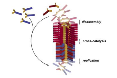 An illustration of the parasitic-behaviour of self-replicating molecules