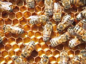 Effects-of-bee-bread-and-royal-jelly_300tb