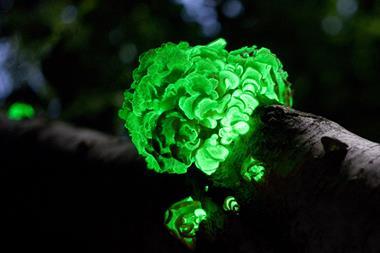 Glowing mushroomPanellusStipticus