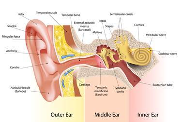 Illustration showing how the inner workings of the human ear