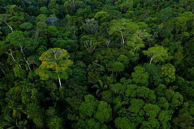 Aerial view of a tropical forest