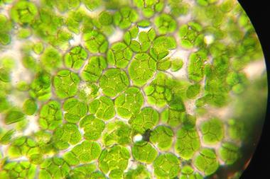 An image showing chloroplast
