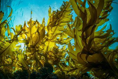 An image showing seaweed