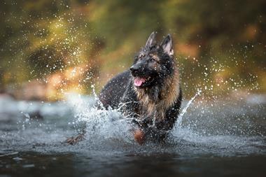An image showing a dog jumping in water
