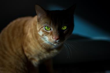 Cat in a dark room