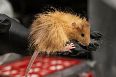 The Colossal woolly mammoth mouse