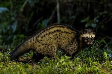 An asian palm civet in the forest at night. The civet is a cat-sized mammal with grey and spotted fur and a mask-like pointed face and rounded ears.