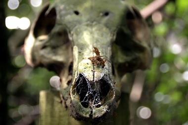 Pig skull at the body farm, Wrexham Glyndŵr University