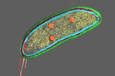An image showing the Caulobacter bacterium