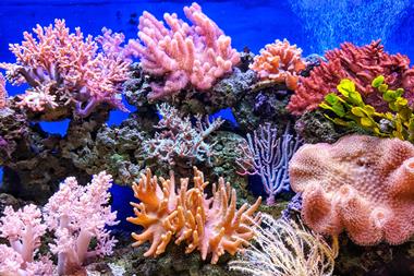 Reef