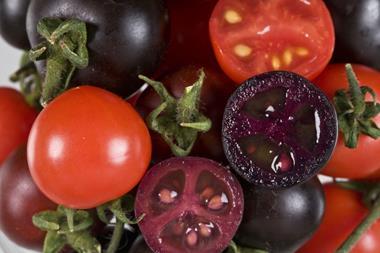Purple GMO tomatoes