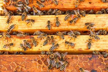 An open bee hive