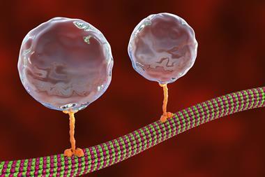An illustration of kinesin motor proteins (stick-like structures with tiny 'feet') carrying vesicles (shown as large spheres attached to the top of the kinesin stick) along a microtubule (rail-like tubes the kinesin's feet are attached to))