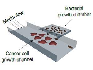 Engineering bacteria to fight cancer uc san diego 300tb