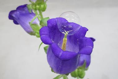 An image showing soap-bubble-mediated pollination