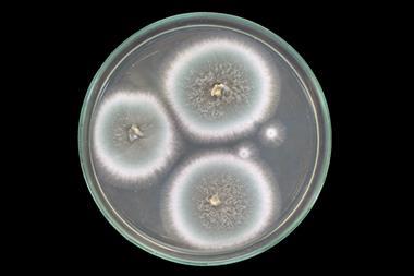 Mould