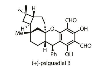 1116CW - Organic Matter - (+)-Psiguadial B