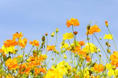 Yellow and orange cosmos flowers with blue sky in the background