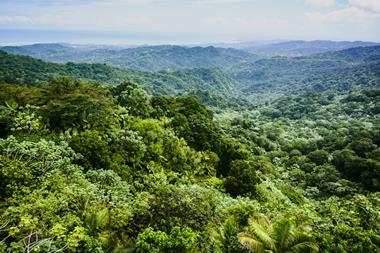 Rainforest, Puerto Rico