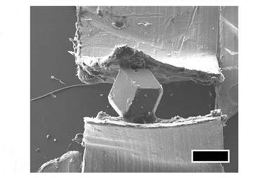 SEM image of the crystal at 20 kV between segments of copper adhesive tape. The scale bar and the giant ZIF-8 crystal are 200 mm