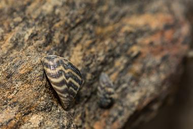 Zebra mussels