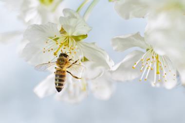 carniolan honey bee