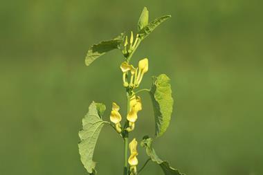 Aristolochia clematitis