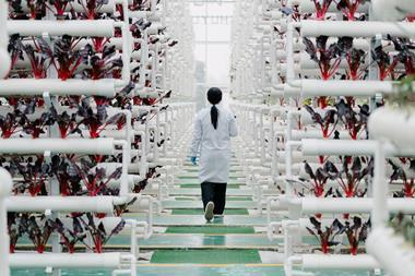 A female researcher in a lab coat walk through an agricultural research facility where red plants are grow in towering hydroponic sytems
