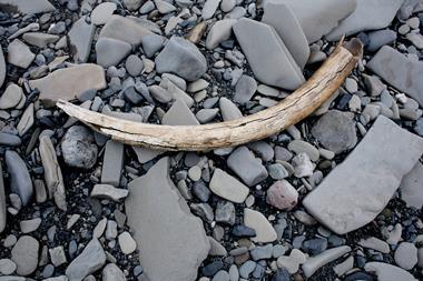 Mammoth tusk