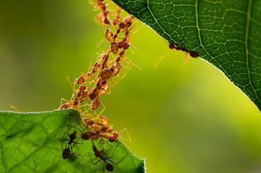 An image showing ants building a bridge