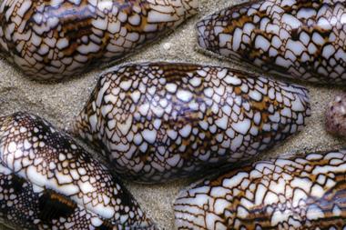 Textile cone shells laid out on a background of sand