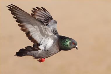 Rock pigeon