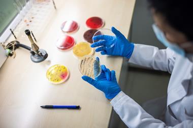 An image showing a bird's eye shot of a person sitting at a bench wearing a lab coat and blue nitrile gloves, inspecting several petri dished containing bacterial colonies.