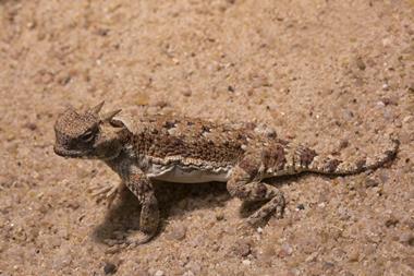 Desert horned lizard