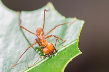 A leaf-cutter ant biting off part of a leaf