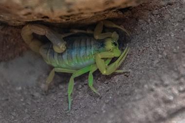Close up the Deathstalker scorpion
