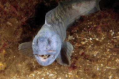 Atlantic wolffish