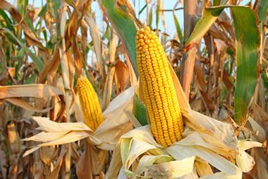 maize corn growing in a field