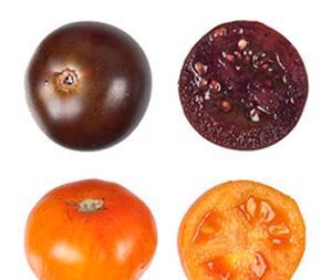 GM tomatoes