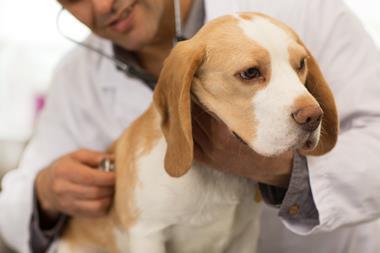 An image showing a beagle dog being examined