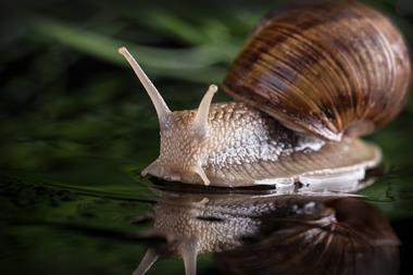 An image showing a garden snail