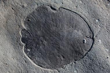 A photograph of an organically preserved Dickinsonia fossil from the White Sea area of Russia