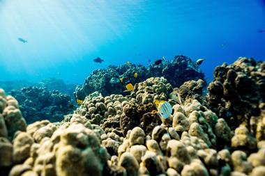 Coastal reef, Hawaii, USA.