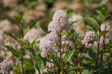 Ceanothus americanus. Common names include New Jersy tea, red root,  mountain sweet, and wild snowball