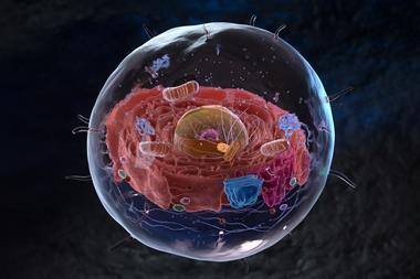 Eukariote cell