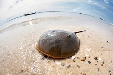 Horseshoe crab