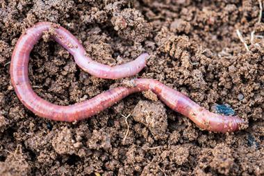 A photo of an earthworm on some soil