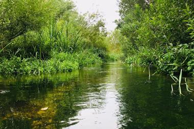 A photo of a river with lush green plants on its banks